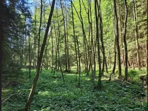 Prodej podílu lesa, Smilovy Hory, 19284 m2