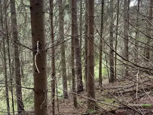 Prodej pozemku, Slavče, 13051 m2