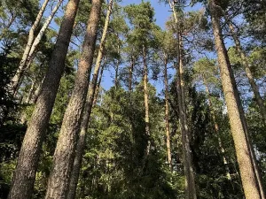 Prodej pozemku, Třebohostice, 4365 m2