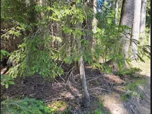 Prodej podílu lesa, Smilovy Hory, 19284 m2