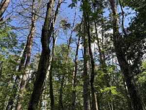 Prodej lesa, Náměšť nad Oslavou, 2946 m2