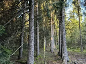 Prodej lesa, Ločenice, 8295 m2