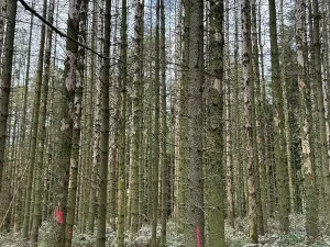 Prodej pozemku, Leština u Světlé, 10135 m2