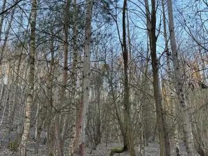 Prodej lesa, Mělnické Vtelno, 14454 m2