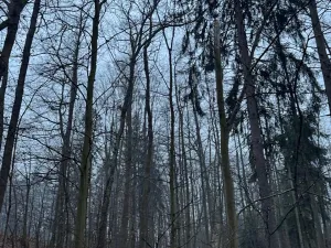 Prodej pozemku, Třebechovice pod Orebem, 14875 m2
