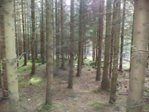 Prodej lesa, Římov - Dolní Stropnice, 32512 m2
