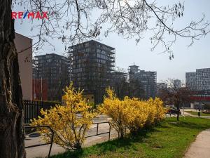 Pronájem bytu 5+kk, Praha - Žižkov, Pitterova, 254 m2