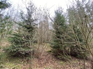Prodej lesa, Pačejov - Strážovice, 1511 m2