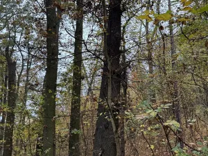 Prodej pozemku, Praha - Nové Město, 14747 m2