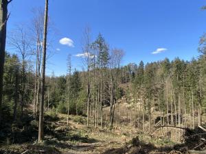 Prodej lesa, Zábřeh, 10749 m2