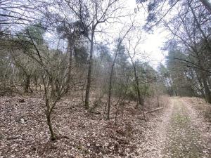 Prodej lesa, Miloňovice - Sudkovice, 2768 m2