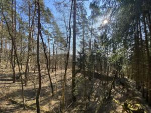 Prodej lesa, Všehrdy, 2994 m2