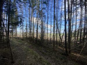 Prodej lesa, Červený Hrádek, 574 m2