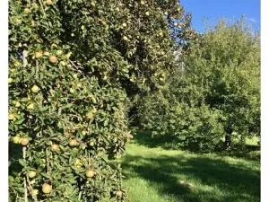 Prodej rodinného domu, Blížejov, Ke Hřbitovu, 254 m2