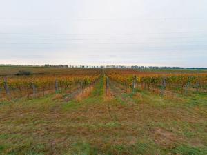 Prodej sadu/vinice, Sedlec, 35932 m2