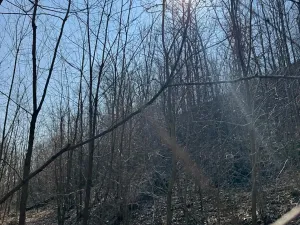 Prodej lesa, Klášter Hradiště nad Jizerou, 10038 m2