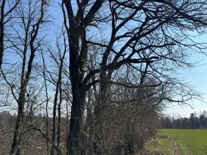Prodej lesa, Klášter Hradiště nad Jizerou, 10038 m2