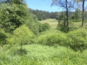Dražba louky, Dolní Dvořiště, 18903 m2
