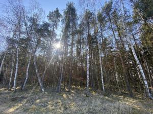 Prodej lesa, Všehrdy, 2222 m2