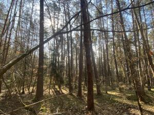 Prodej lesa, Všehrdy, 2222 m2