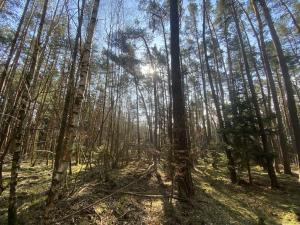 Prodej lesa, Všehrdy, 2222 m2