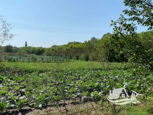 Prodej rodinného domu, Izvorovo, Bulharsko, 64 m2