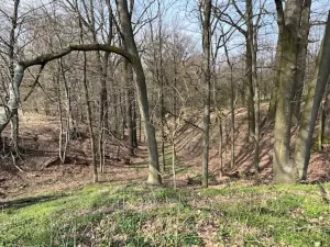 Dražba lesa, Markvartovice, 2019 m2