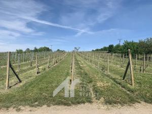 Prodej sadu/vinice, Křepice, 4085 m2