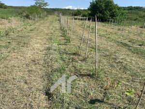 Prodej sadu/vinice, Křepice, 2199 m2
