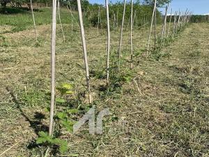 Prodej sadu/vinice, Křepice, 2199 m2