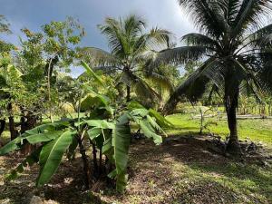 Prodej pozemku, Coxen Hole, Roatán, Honduras, 1617 m2