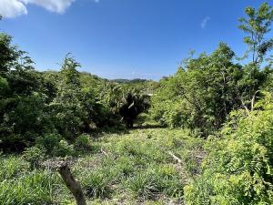 Prodej pozemku, Coxen Hole, Roatán, Honduras, 716 m2