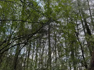 Prodej lesa, Přeštěnice, 4298 m2