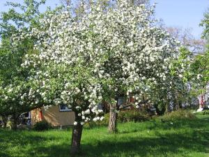 Pronájem chaty, Brandýsek, 25 m2