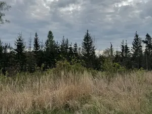 Prodej lesa, Dehtáře, 34777 m2