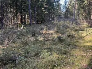 Prodej lesa, Vlastiboř, 3495 m2