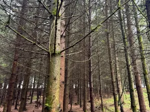 Prodej lesa, Bukovina u Čisté, 29196 m2