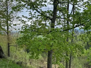 Prodej lesa, Bukovina u Čisté, 12070 m2