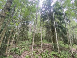 Prodej lesa, Blížejov - Lštění, 4152 m2