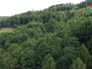 Prodej lesa, Palkovice, 164841 m2