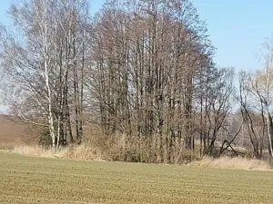 Prodej lesa, Kámen, 20509 m2