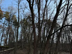 Prodej lesa, Mělnické Vtelno, 1410 m2