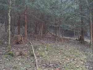 Prodej lesa, Bojkovice, 3376 m2