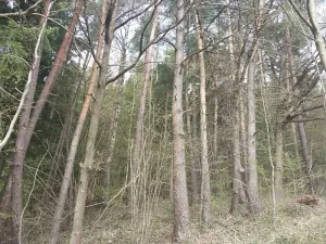 Prodej lesa, Horní Lideč, 795 m2