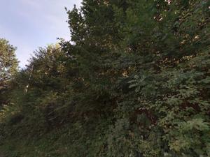 Pronájem zahrady, Český Dub, 7111 m2