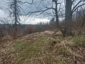 Prodej lesa, Jihlava, 1015 m2