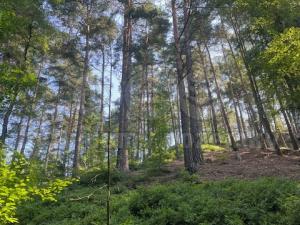 Prodej lesa, Mírová pod Kozákovem - Sekerkovy Loučky, 5461 m2