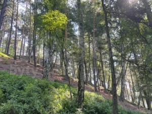 Prodej lesa, Mírová pod Kozákovem - Sekerkovy Loučky, 5461 m2