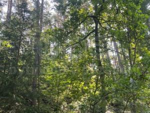 Prodej lesa, Mírová pod Kozákovem - Sekerkovy Loučky, 5461 m2