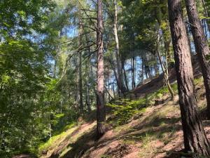 Prodej lesa, Mírová pod Kozákovem - Sekerkovy Loučky, 5461 m2